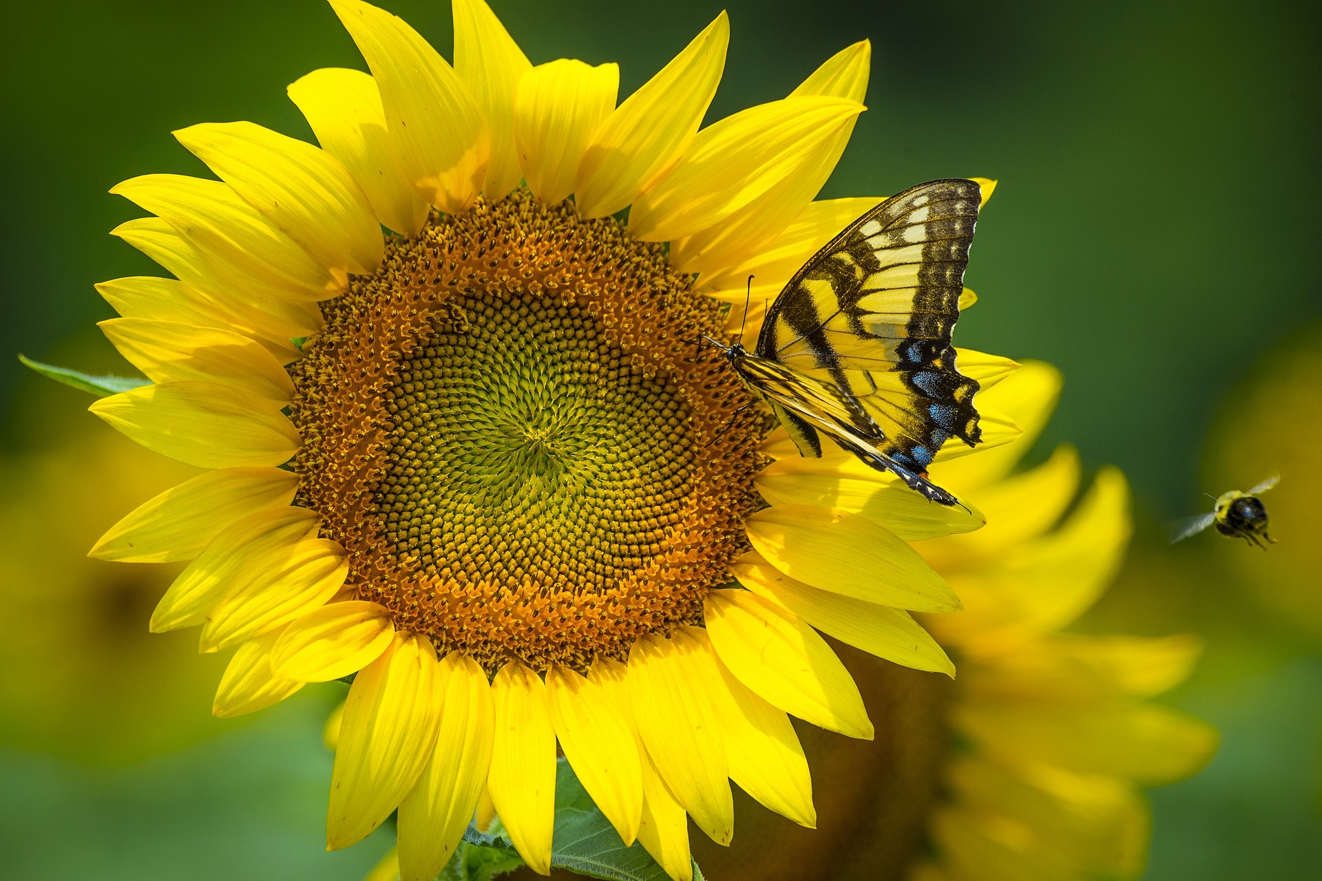 Ein Schmetterling sitzt auf einer Sonnenblume.
